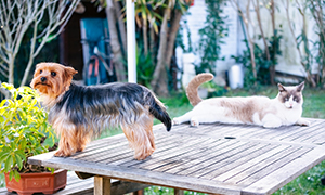 Doenças infecciosas no cão e no gato